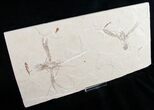 Pair of Lobster (Pseudostacus) Fossils - Lebanon #9676-3